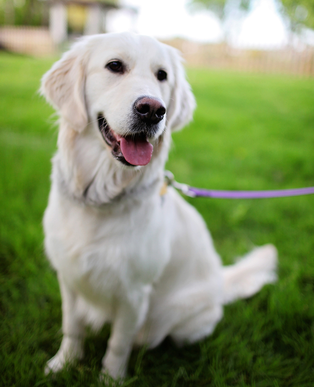 dog-canine-puppy-surgery-surgeon-doctor-clinic-hospital-vet-veterinarian-animal-pet-tplo-todd-allen-mobile-stlouis-missouri-local-specialty